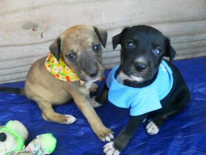 Cachorro ra a SRD idade Abaixo de 2 meses nome Filhotes Morena