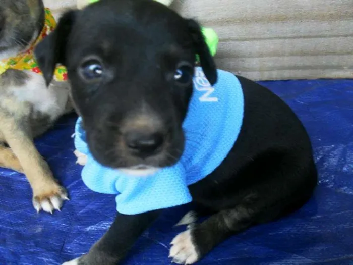 Cachorro ra a SRD idade Abaixo de 2 meses nome Filhotes Morena