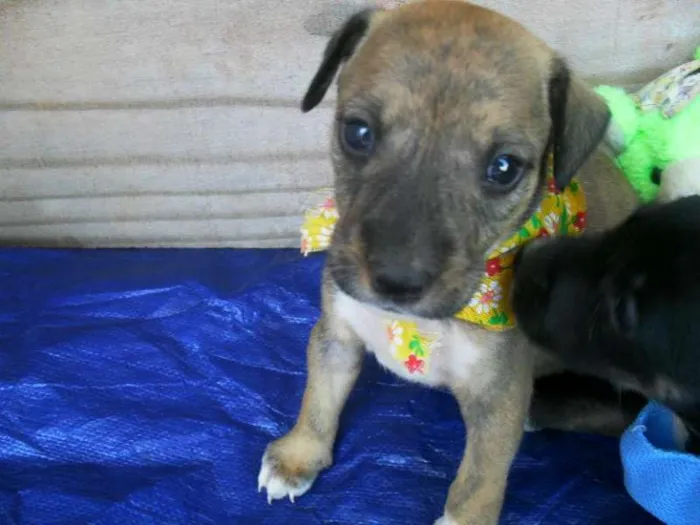 Cachorro ra a SRD idade Abaixo de 2 meses nome Filhotes Morena