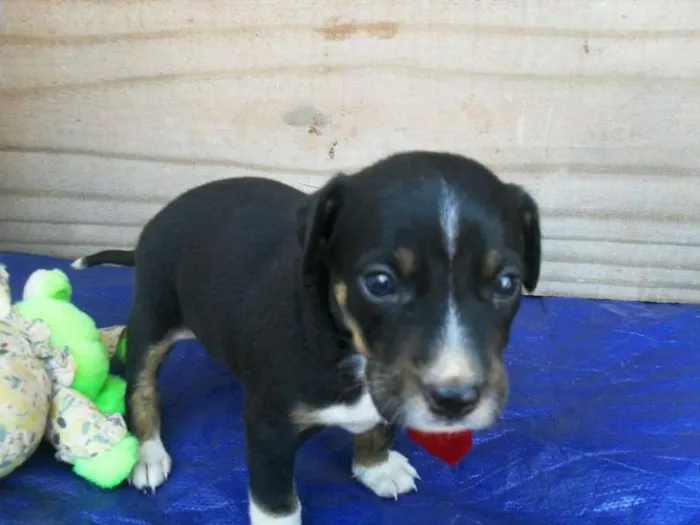 Cachorro ra a SRD idade Abaixo de 2 meses nome Filhotes Morena