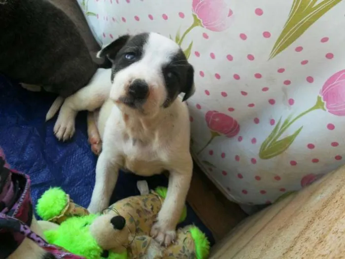 Cachorro ra a SRD idade Abaixo de 2 meses nome Filhotes Morena