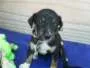 Cachorro ra a SRD idade Abaixo de 2 meses nome Filhotes Morena