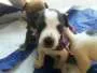 Cachorro ra a SRD idade Abaixo de 2 meses nome Filhotes Morena