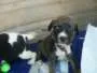Cachorro ra a SRD idade Abaixo de 2 meses nome Filhotes Morena