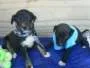 Cachorro ra a SRD idade Abaixo de 2 meses nome Filhotes Morena