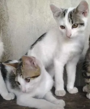 Gato raça  idade 2 a 6 meses nome Frank