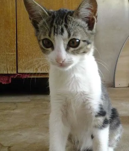 Gato ra a  idade 2 a 6 meses nome Marie