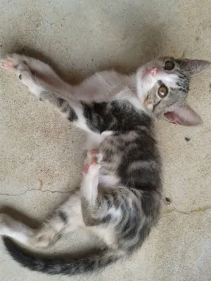 Gato raça  idade 2 a 6 meses nome Marie