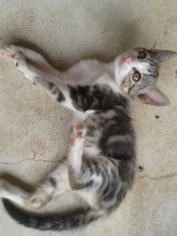 Gato ra a  idade 2 a 6 meses nome Marie