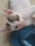 Stuart