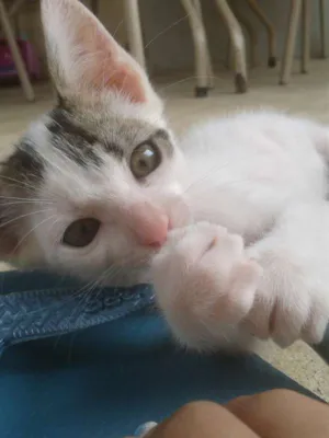 Gato raça  idade 2 a 6 meses nome Stuart