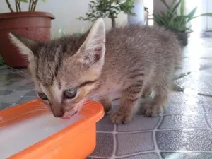 Gato raça sem raça def idade 2 a 6 meses nome s nome