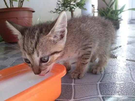Gato ra a sem raça def idade 2 a 6 meses nome s nome