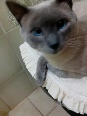 Gato raça Siamês idade 7 a 11 meses nome Nick