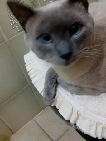 Gato ra a Siamês idade 7 a 11 meses nome Nick