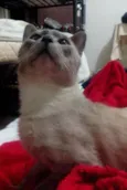Nick