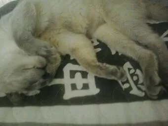 Gato ra a Siamês idade 7 a 11 meses nome Nick