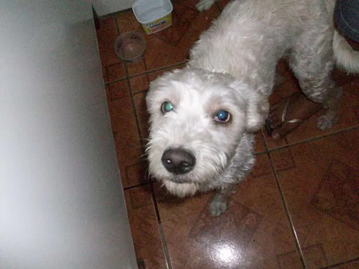 Cachorro ra a Vira Lata idade 2 a 6 meses nome Margarida