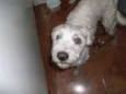 Margarida