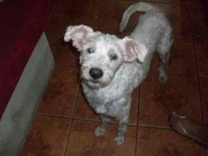 Cachorro raça Vira Lata idade 2 a 6 meses nome Margarida