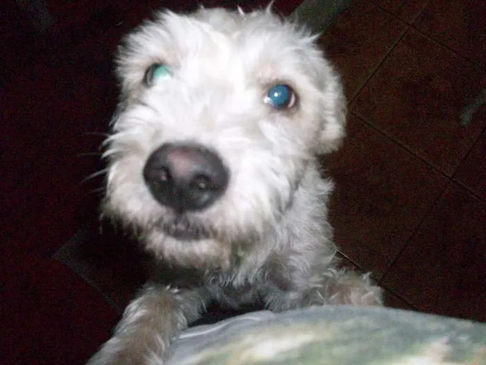 Cachorro ra a Vira Lata idade 2 a 6 meses nome Margarida