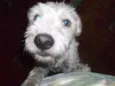 Margarida