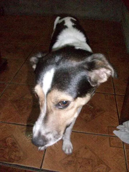 Cachorro ra a Viralata idade 1 ano nome Nick
