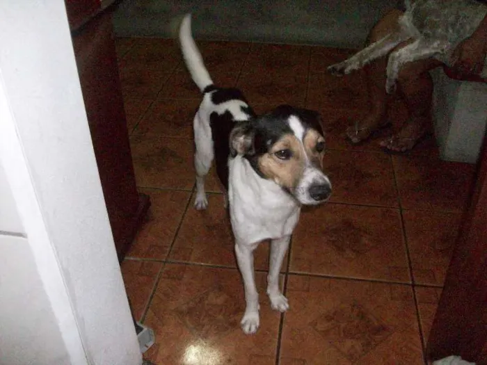 Cachorro ra a Viralata idade 1 ano nome Nick