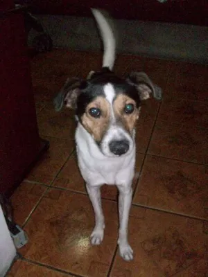 Cachorro raça Viralata idade 1 ano nome Nick
