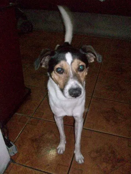 Cachorro ra a Viralata idade 1 ano nome Nick