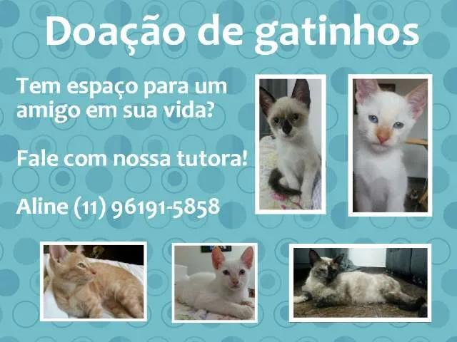 Gato ra a  idade 2 a 6 meses nome Filhotes fofos