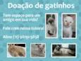 Filhotes fofos