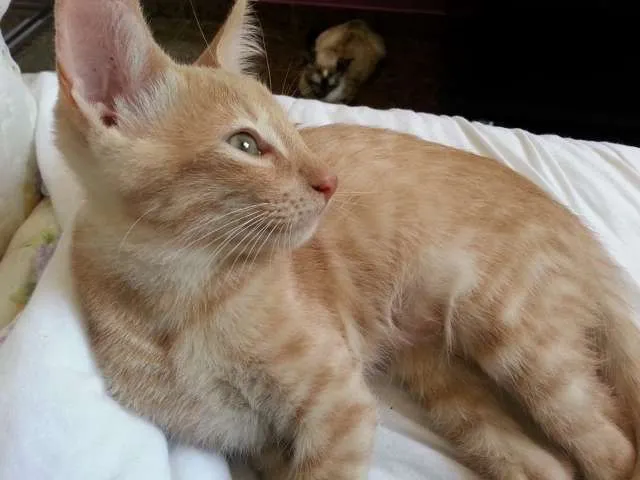 Gato ra a  idade 2 a 6 meses nome Filhotes fofos