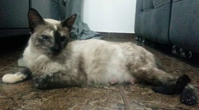 Gato ra a  idade 2 a 6 meses nome Filhotes fofos