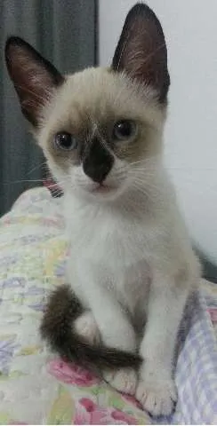 Gato raça  idade 2 a 6 meses nome Filhotes fofos