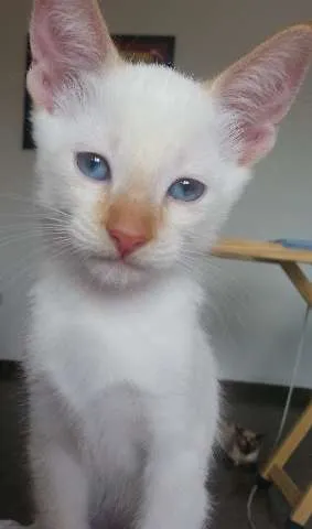Gato ra a  idade 2 a 6 meses nome Filhotes fofos