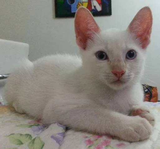 Gato ra a  idade 2 a 6 meses nome Filhotes fofos