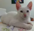Filhotes fofos