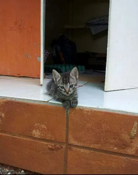 Gato ra a SRD idade 2 a 6 meses nome Gatinho