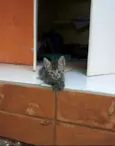 Gatinho