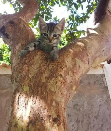 Gato ra a SRD idade 2 a 6 meses nome Gatinho