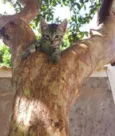 Gatinho