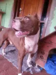 Pit Bull
