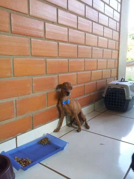 Cachorro ra a Pinscher idade 6 ou mais anos nome Lilo