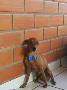 Cachorro ra a Pinscher idade 6 ou mais anos nome Lilo