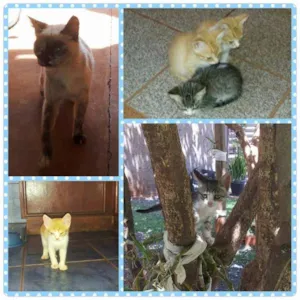 Gato raça SRD idade 2 a 6 meses nome Gatinhos