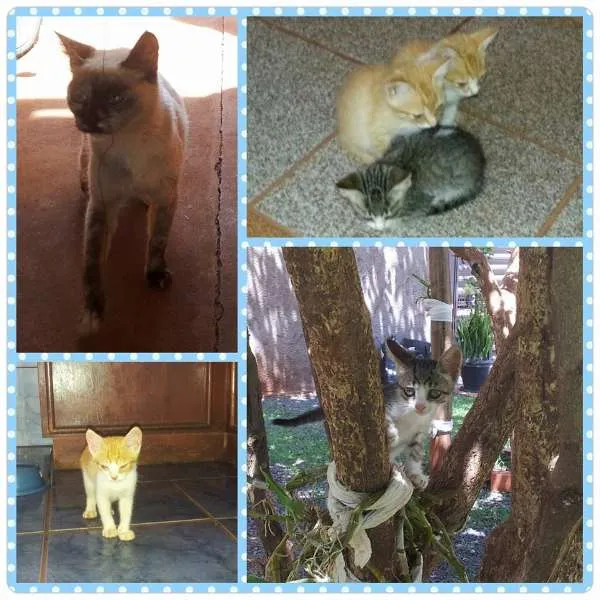 Gato ra a SRD idade 2 a 6 meses nome Gatinhos