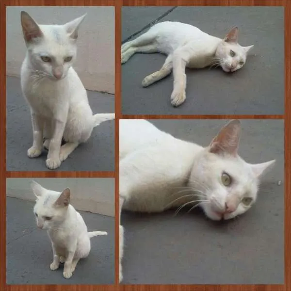 Gato ra a SRD idade 1 ano nome Gatinho