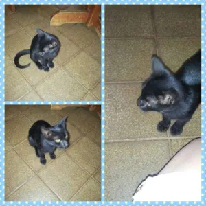 Gato raça SRD idade 2 a 6 meses nome Pretinho
