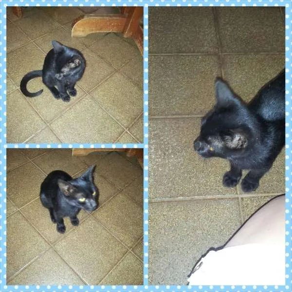 Gato ra a SRD idade 2 a 6 meses nome Pretinho